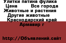 Улитки патина фулика › Цена ­ 10 - Все города Животные и растения » Другие животные   . Краснодарский край,Армавир г.